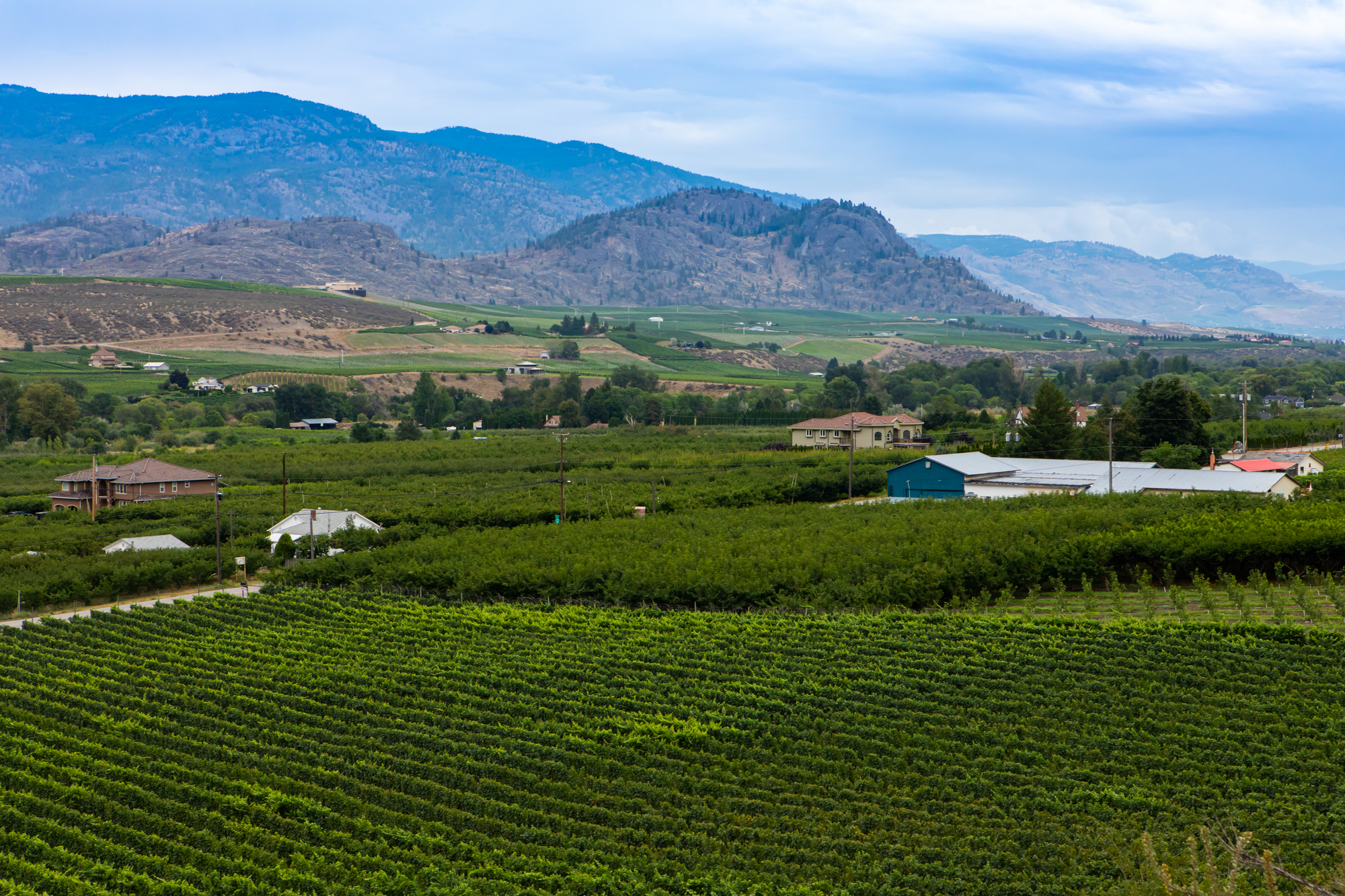 vineyards and farmhouses Okanagan valley