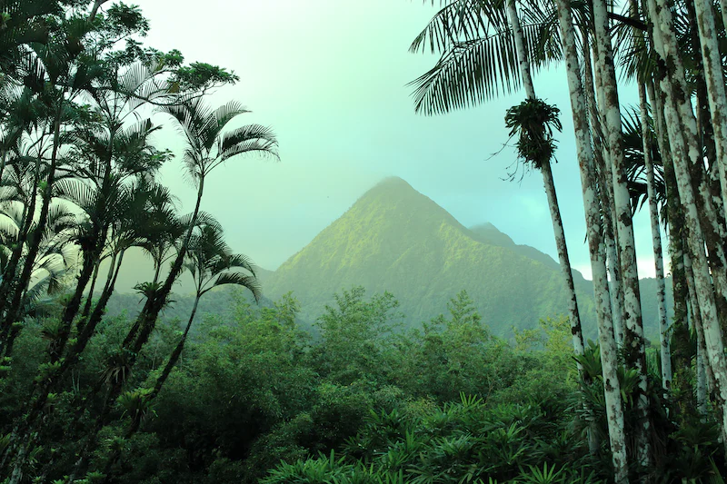 gorgeous mountain and rainforest in Martinique