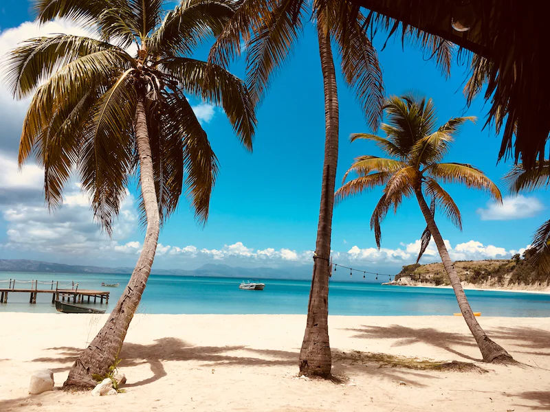 palm trees on sandy beach in the Caribbean