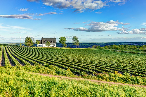 A house sits on a field with rows of grapes.