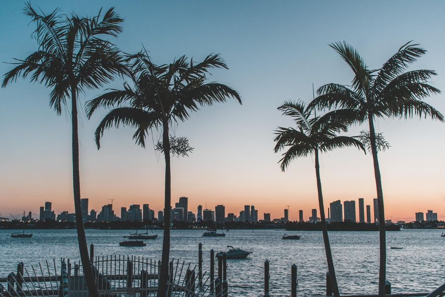 Palm trees in front of a city skyline at sunset.