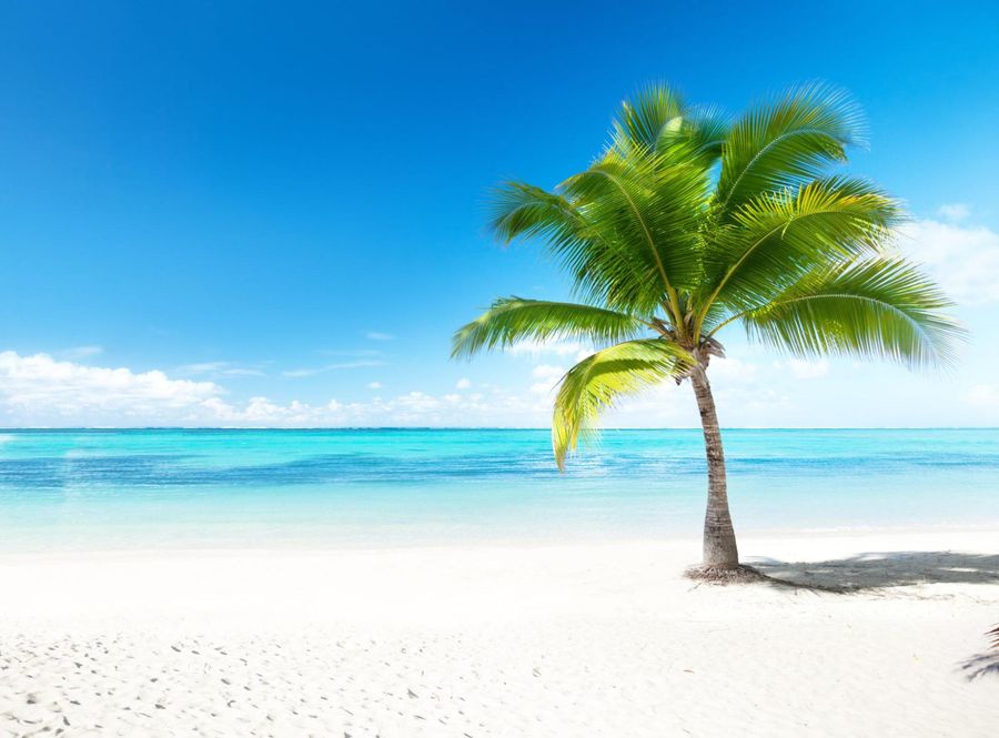 A palm tree on a white sandy beach.