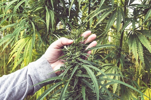A person holding a cannabis plant in a field.