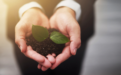 A businessman's hands holding a plant in soil.