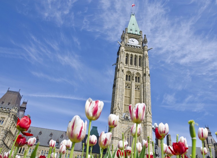 Low-angle view of the canadian parliament building with a colorful foreground of blooming tulips under a clear blue sky.